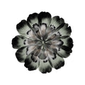 Set de table vinyle Corolleo Pôdevache 38x38 cm forme fleur noir gris